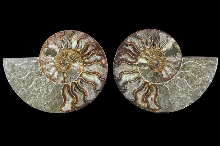 Cut & Polished Ammonite Fossil - Agatized #88391